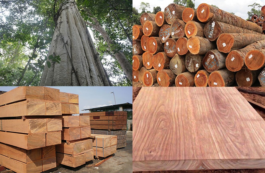 Các loại gỗ gỏ đỏ