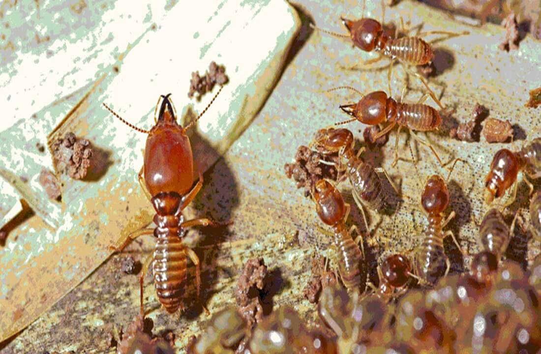 ổ mối trong nhà