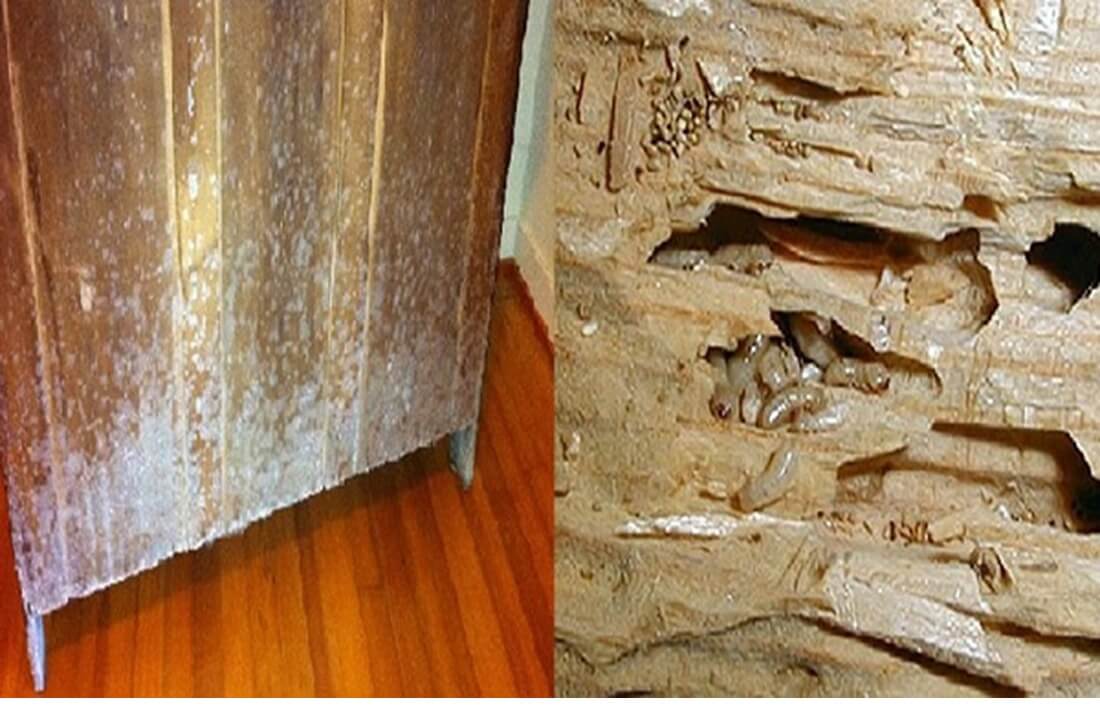 tủ gỗ bị mốc 