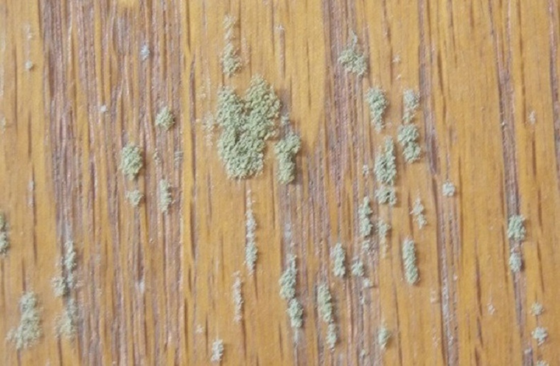gỗ bị mốc 